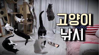 새 장난감으로 고양이 놀아주기 l Play with cats #고양이 #고양이낚시 #고양이일상