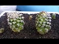 Germinación de Semillas de Cactus, Fácil y Rápido