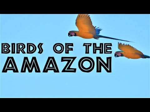 Birds of the Amazon Rainforest and How to Find Them