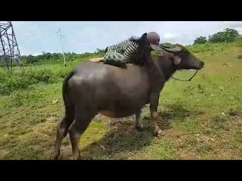  RidingCarabao  riding  carabao  province  philippines