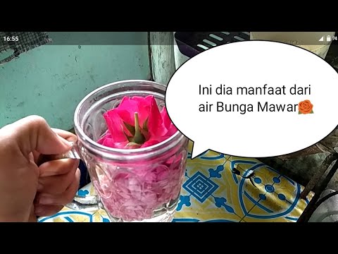 Ini adalah manfaat dari air bunga mawar YouTube