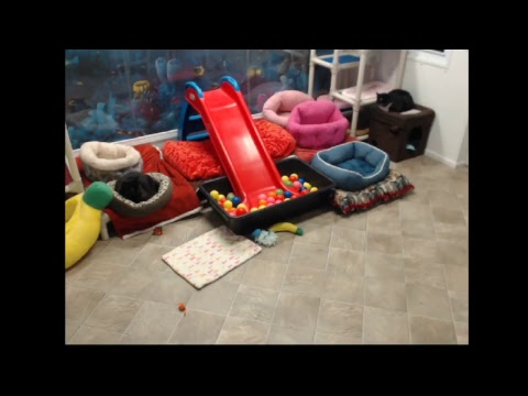 special needs animal rescue Blind Cat Rescue & Sanctuary, Inc Live Stream