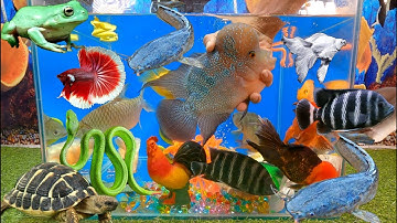 Tổng hợp các video cá cảnh đẹp, động vật dễ thương, ếch xanh, cá la hán, cá da trơn, rắn, cá koi