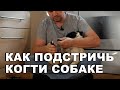 Как подстричь собаке когти в домашних условиях. Стрижка ногтей для мопса.