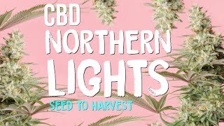 Seed to Harvest of CBD Northern Lights by Seedstockers Seedbank | ViparSpectra P2000 | Home Grow TV