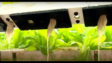Lettuce Automated Hydroponic System | Best Harvest | Growth.
