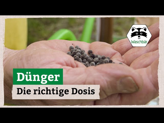 süßkirsche düngen Purgrün Bio-Kirschbaum-Dünger 1 kg main image 1