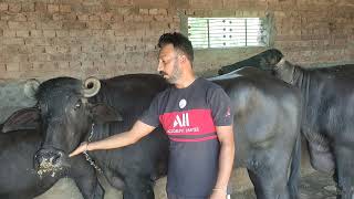 1470 10 Di jhoti ਆਪਨੇ ਦੋਸਤ ਦੇ ਘਰੋ ਬਨਾਇ ਵਿਡੀਓ