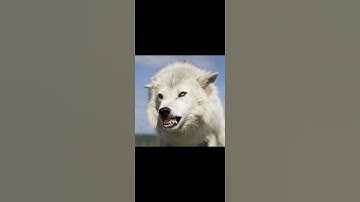 Thumbnail of Manada De Lobos #lobos #lobosolitario #lobomexicano