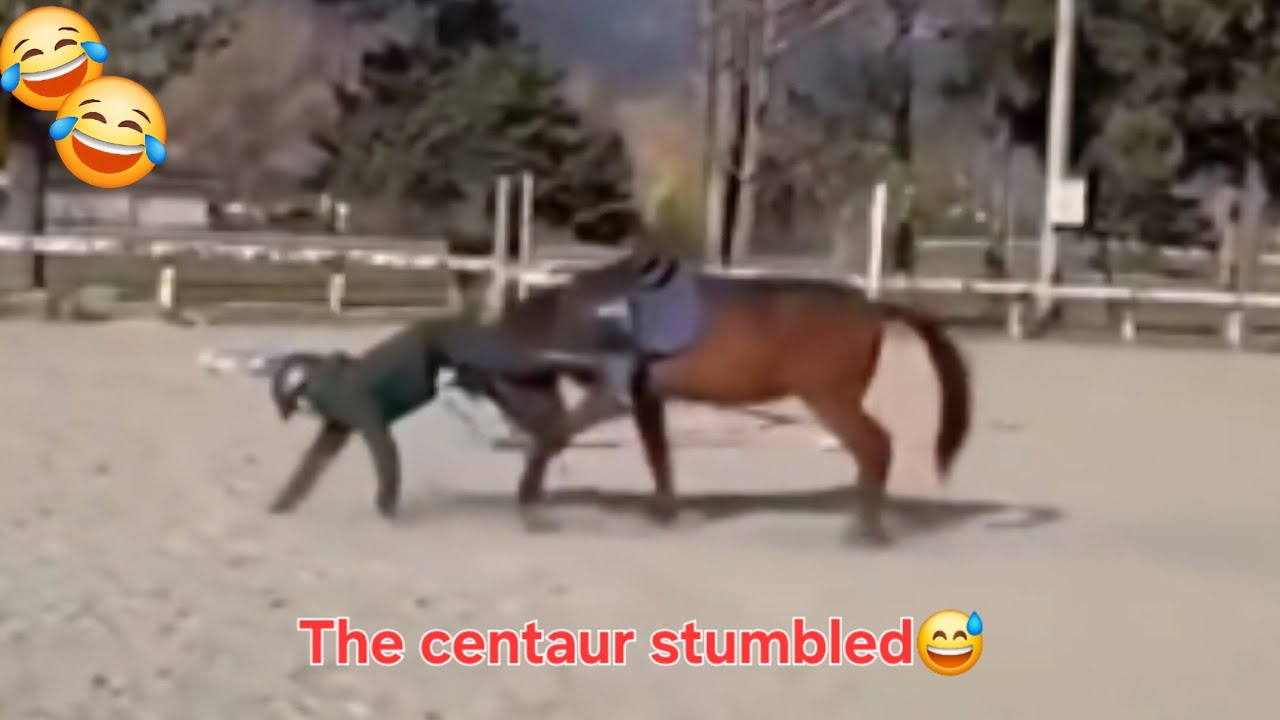 Funny videos about animals. Cats and dogs.🤣 