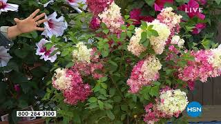 Leaf   Petal 1Piece Berry White Hydrangea