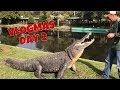 Tater the Alligator!  VLOGMAS Day 2