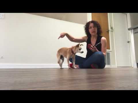 Muzzle training when your dog is a resource guarder