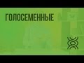 Голосеменные. Видеоурок по биологии 5 класс