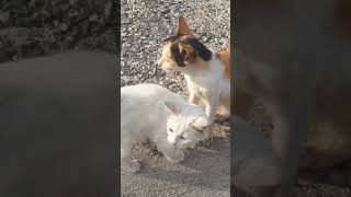 Siputih Gede Masih Aja Menyusu