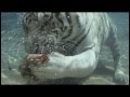 Белый тигр-водолаз