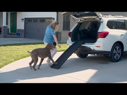 Video: Pet Scoop: Mailman Builds Ramp for ældre hund, Guide Dog viser sin dag med GoPro