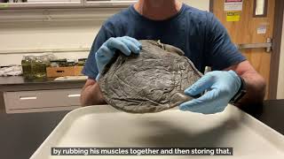Fantastic Fish Adaptations in the KU Ichthyology Collection