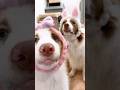 ヘアバンドに自ら顔を入れる犬達が可愛すぎてたまらない(笑) #shorts