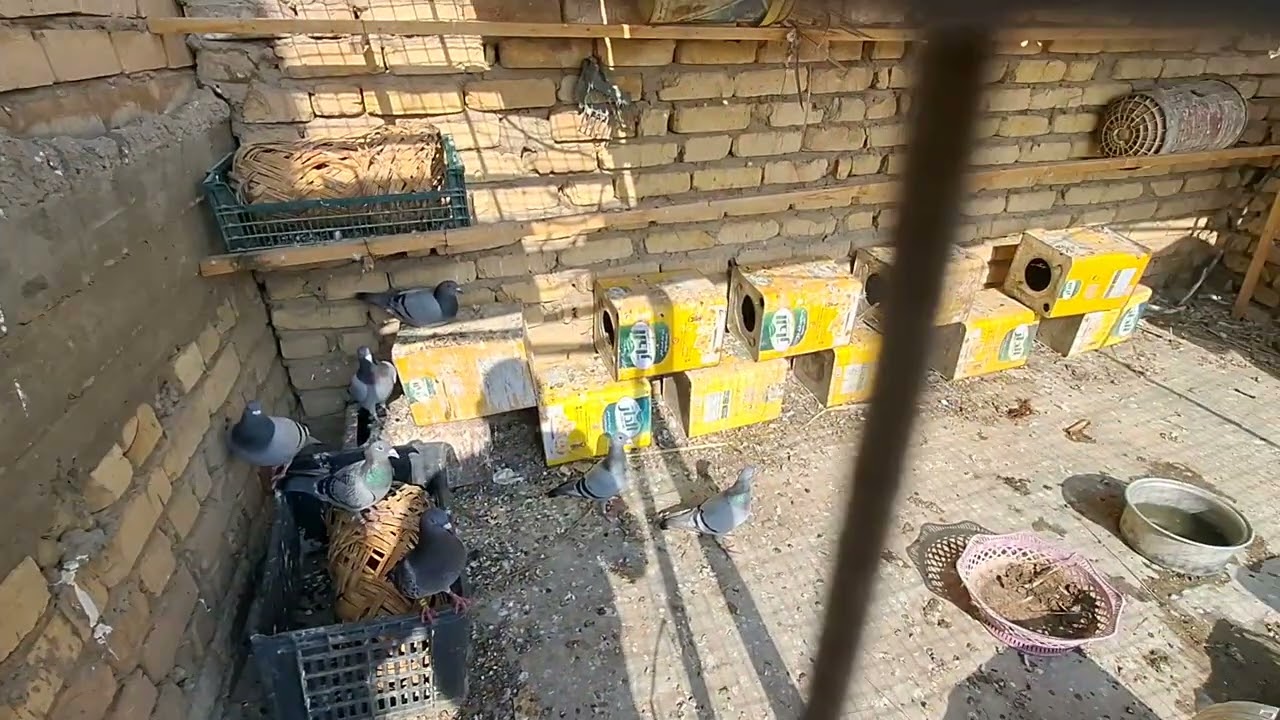 اليوم صورنه الطيور كلها والأفراح شباب تفاعلكم  صفر 