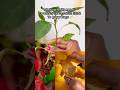 Remember to Save Yellow Bell Pepper Seed Pod After Eating—Grow Endless Plants from scratch! 🌱