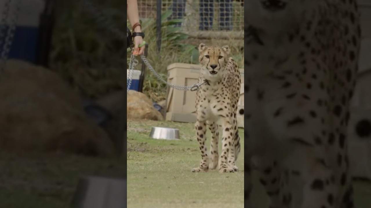 Let's go!!!! Cheetah Run!