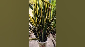 @Cây lưỡi hổ bài thuốc chữa bênh.diêm soan diêm mũi vị ứng tuyệt vời và nhiều bệnh khác... #l #sho