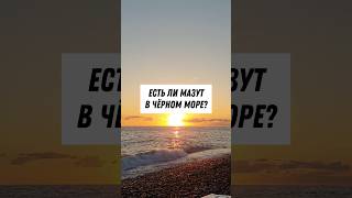 Актуальная инфа про мазут в Чёрном море в районе Сочи, 27.01.2025. Актуальная инфа про мазут в Чёрном море в районе Сочи, 27.01.2025.