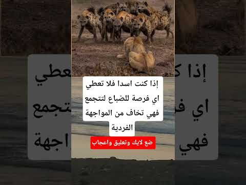 إذا كنت اسدا فلا تعطي اي فرصة للضباع لتتجمع فهي تخاف من المواجهة الفردية  اكسبلور العظماء
