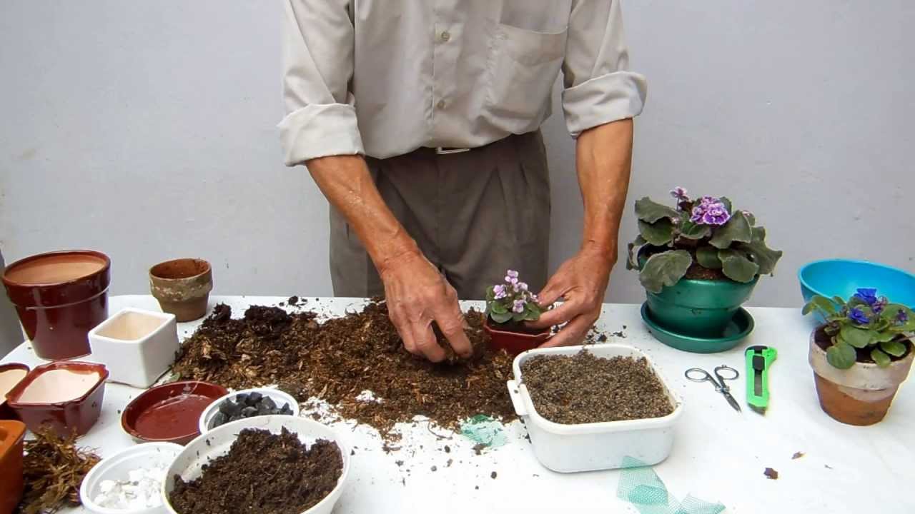 Tierra para violetas africanas  1