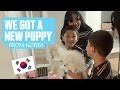 We Got a New Puppy From Korea