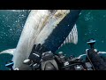 Filming GIANT 500 pound Atlantic Bluefin Tuna & Spearfishing for Irish Pollack