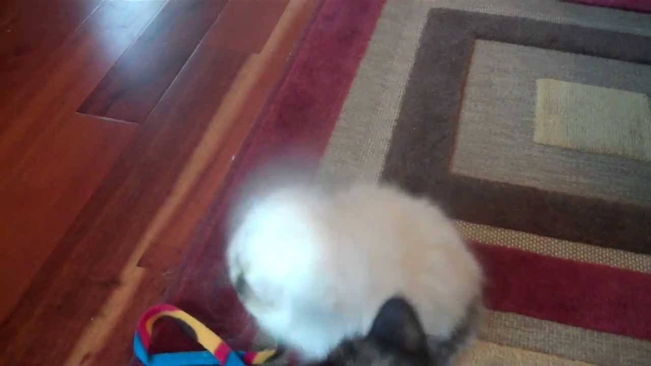 Paz4PlayCattery.com Sing Teacup Himalayan Male