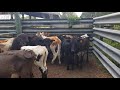 Cattle/ 14 BeefFeeder Calves, Weaned Eating Grain Grazzing. 4/24/21. (#148)