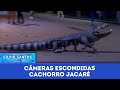 Cachorro Jacaré Câmeras Escondidas 12 01 25