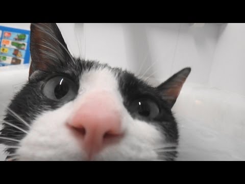 【猫風呂】猫をハンズフリーで撮影する方法---how-to-shoot-a-moo's-bating-video-with-my-hands-free.[cat-bath]