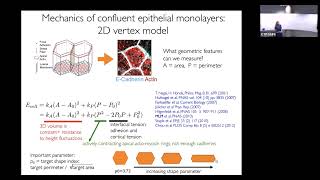 M. Lisa Manning: Predicting mechanics of 3D epithelia in vertebrate embryonic development