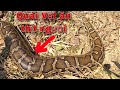 Cứu Người Dân Bị Quái Vật Khổng Lồ Tấn Công Ăn Thịt , Giant Python Cannibal