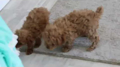 Miniature Poodle Puppies For Sale Irvin Martin