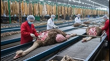 Inside the Ostrich Leather Factory: From Farm to Premium Jacket | Full Process