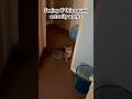 Seeing If This Sound Actually Works Helpmemakethismakesense Cat Soundworks Viralshorts Seeing If This Sound Actually Works Helpmemakethismakesense Cat Soundworks Viralshorts