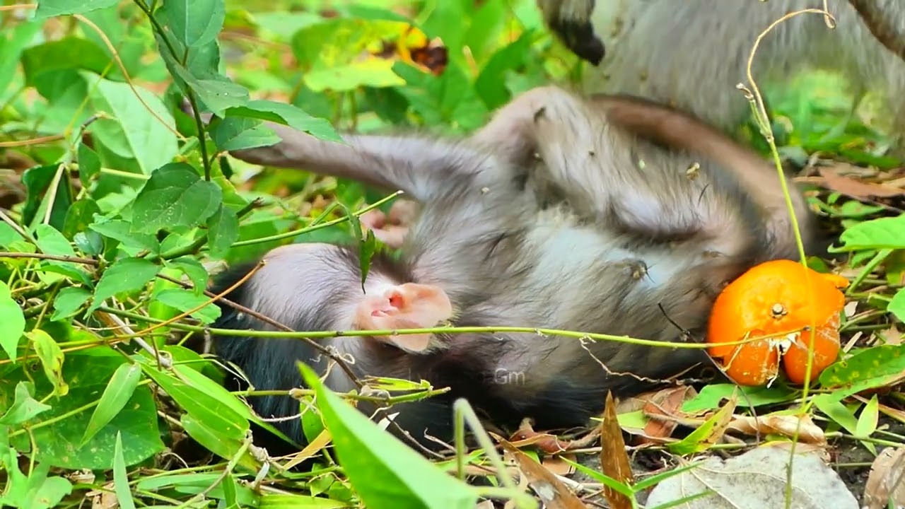 Primate monkey.../Sweet baby laying peacefully on ground.../Terrific life baby.../Nice clip