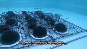 Incubation chambers system for in situ studies of benthic suspension feeders