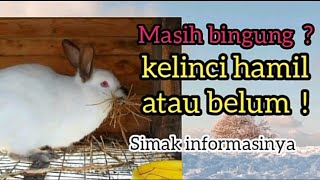 CIRI CIRI KELINCI HAMIL DAN AKAN MELAHIRKAN