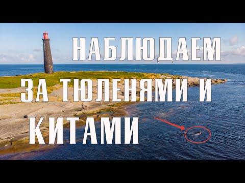 Соловки - экскурсия на китов белух и морских зайцев на острове Топ