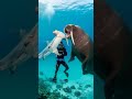 Walrus Saves Scuba Diver From Deadly Shark Attack! #wildlife #rescue #animals
