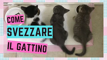 Quando cominciano a mangiare da soli i gattini?