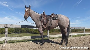 Betsy Spoon - smooth jogs, lope-offs, stops! - ValleyViewRanch.net