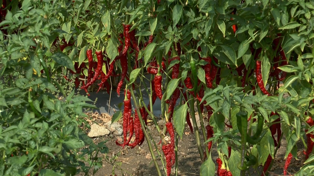 ಬ್ಯಾಡಗಿ ಮೆಣಸಿನಕಾಯಿ-ನರ್ಸರಿ ಮತ್ತು ವ್ಯವಸ್ಥಿತ ಬೇಸಾಯ - ಶ್ರೀ ಸಂಗಾರೆಡ್ಡಿ  Bydagi Chilli Cultivation