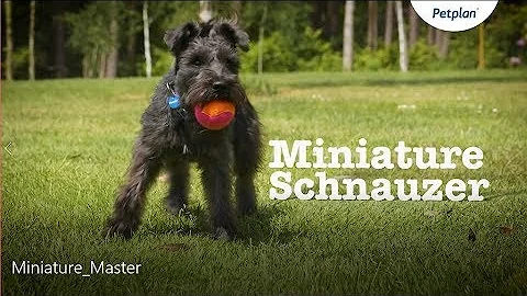 Miniature Schnauzer Dog: Temperament, Lifespan & More | Petplan - DayDayNews